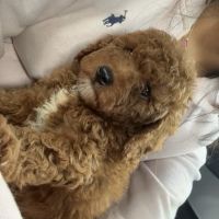 The Puppy Ranch ico