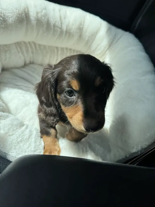 The Puppy Ranch Picture 4