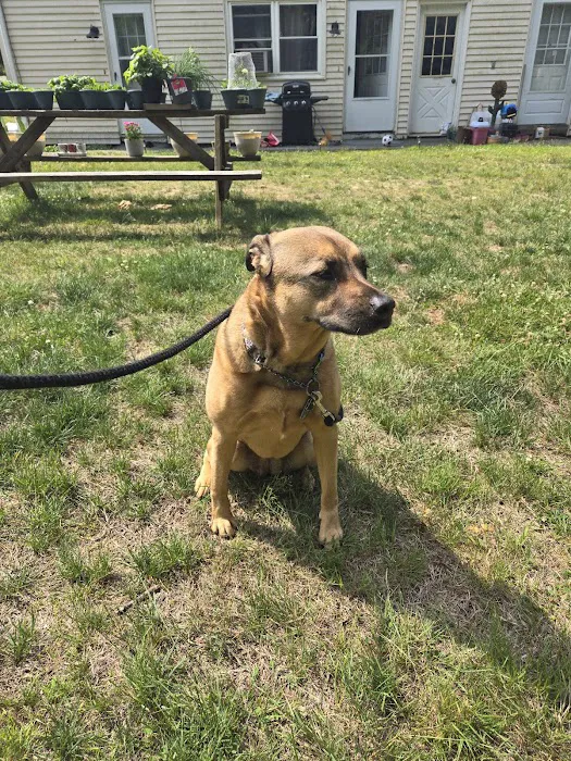 South Windsor Veterinary Clinic Picture 8