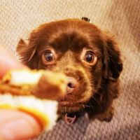 Banfield Pet Hospital ico