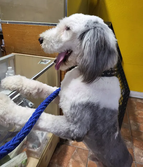 Giovanni's Pet Shop Picture 3
