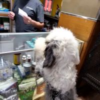 Giovanni's Pet Shop ico