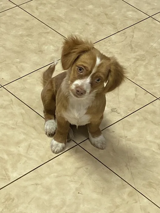Giovanni's Pet Shop Picture 4