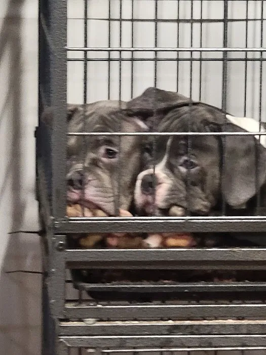 Giovanni's Pet Shop Picture 5