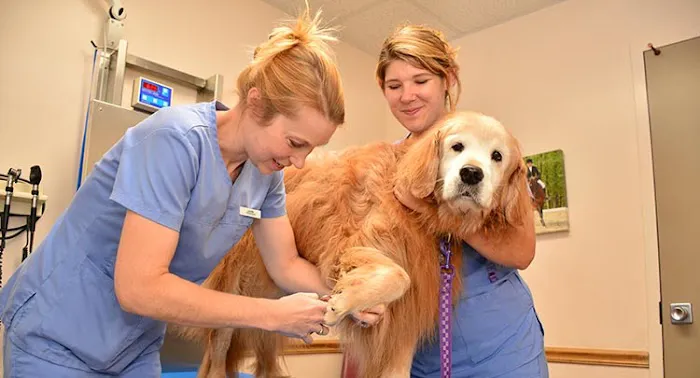 Salmon Brook Veterinary Hospital Picture 6