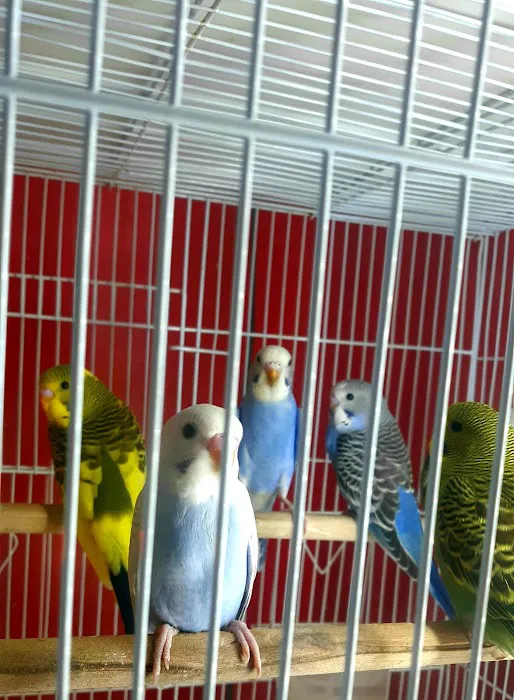 L L ,S PET SHOP Picture 1