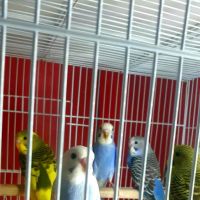 L L ,S PET SHOP ico