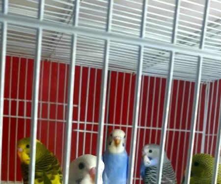 L L ,S PET SHOP