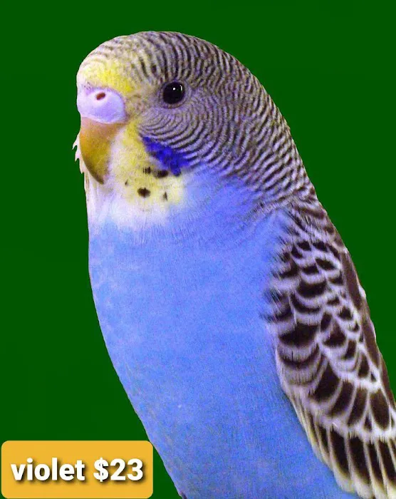 L L ,S PET SHOP Picture 4