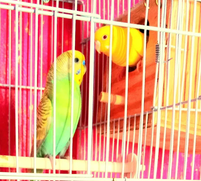 L L ,S PET SHOP Picture 7