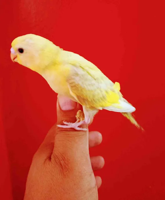 L L ,S PET SHOP Picture 9