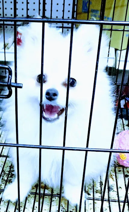L L ,S PET SHOP Picture 6