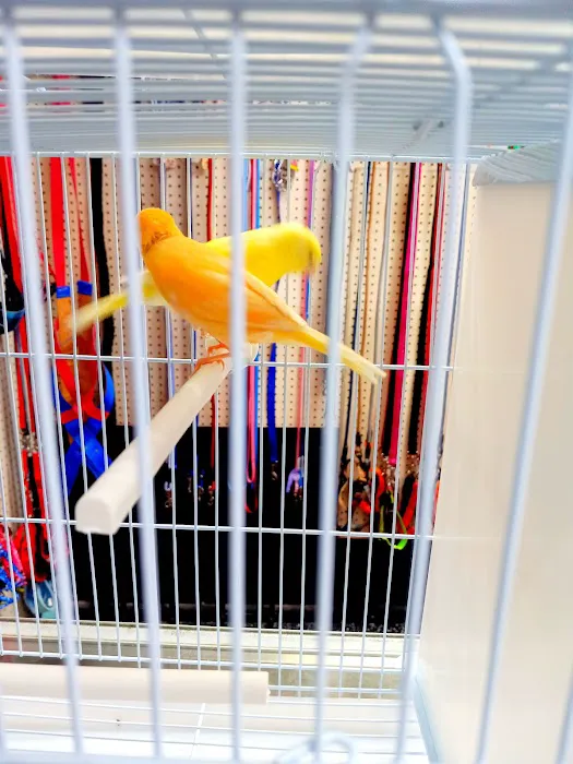 L L ,S PET SHOP Picture 10