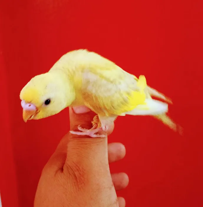 L L ,S PET SHOP Picture 5