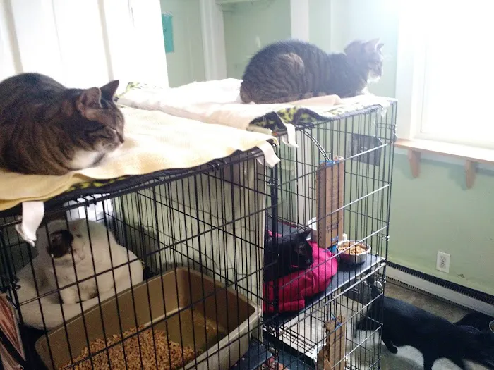 Holistic Vet - Marcie Fallek, DVM, CVA Picture 1