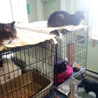 Holistic Vet - Marcie Fallek, DVM, CVA ico