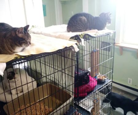 Holistic Vet - Marcie Fallek, DVM, CVA