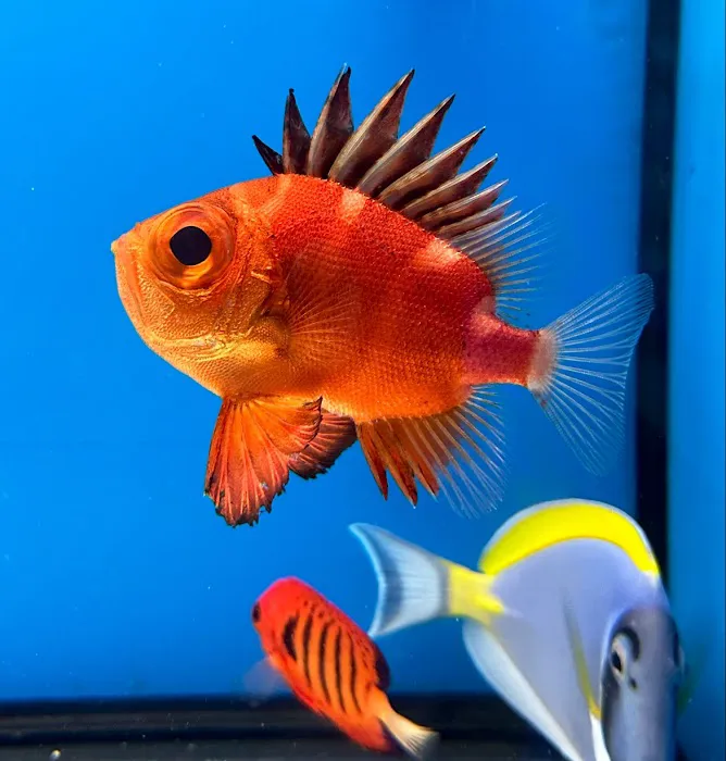 Endless Reef Picture 4