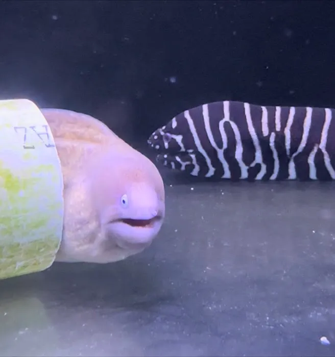 Endless Reef Picture 2