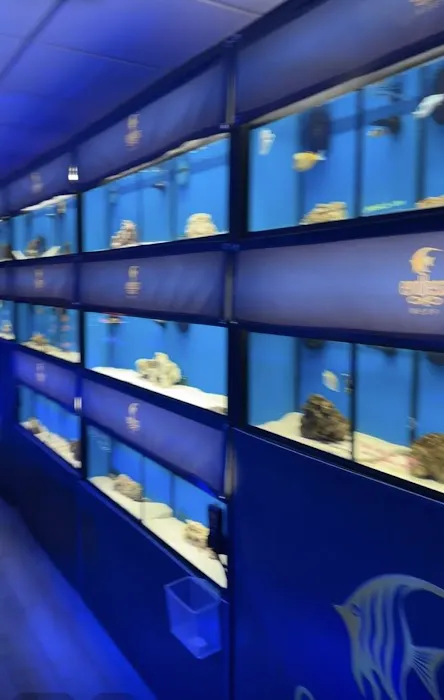 Endless Reef Picture 3