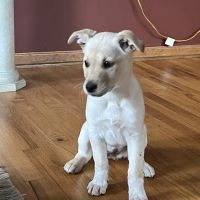 Homestead Animal Hospital ico