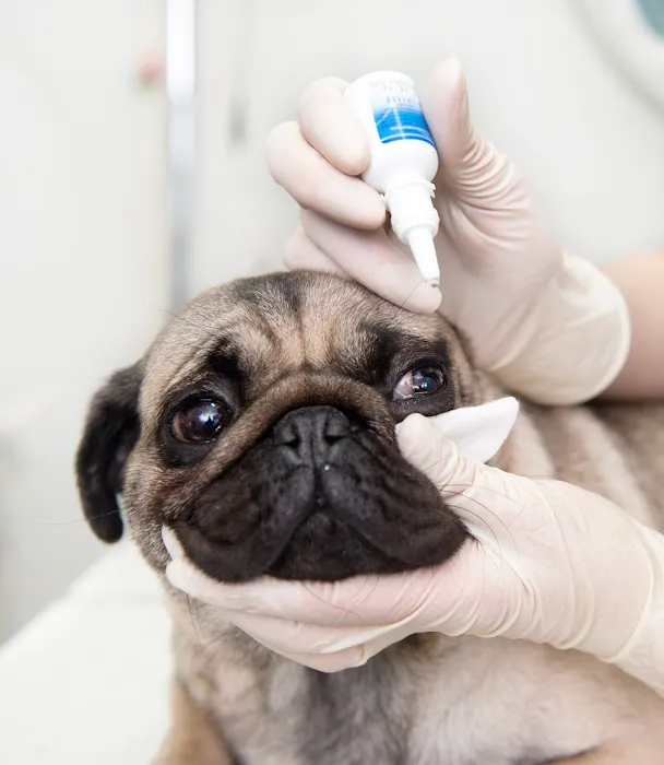 Central Hospital For Veterinary Medicine- Guilford Picture 8