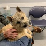 Central Hospital For Veterinary Medicine- Guilford