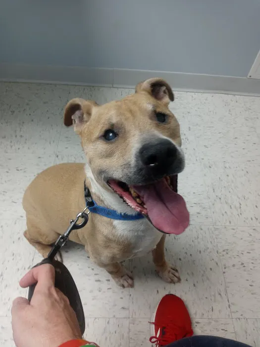 Pieper Veterinary Picture 2