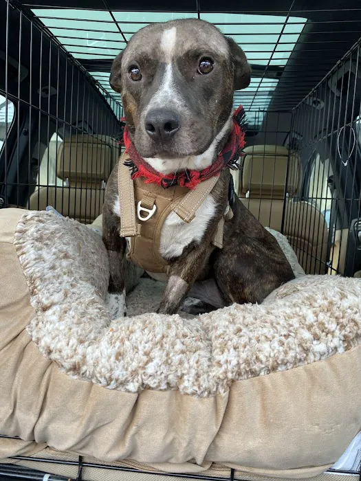 Pieper Veterinary Picture 8