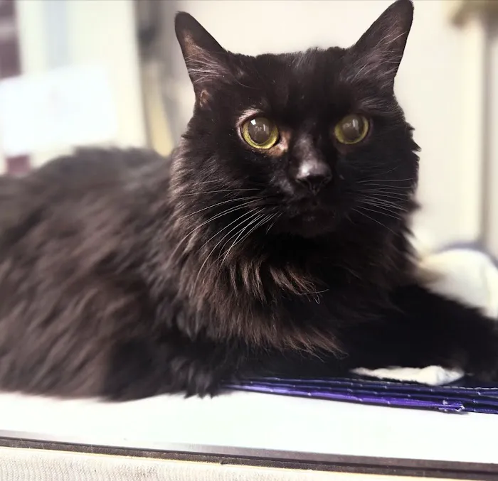 Pieper Veterinary Picture 4