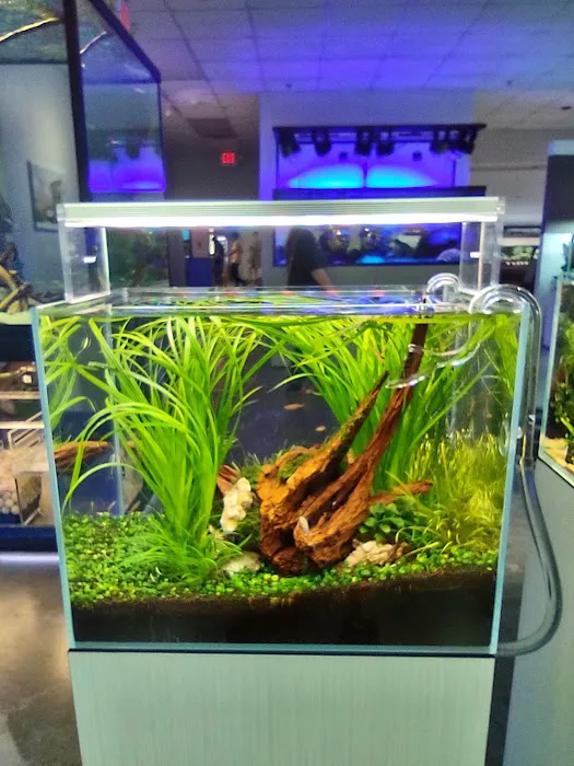 Aquarium Design Group Picture 6