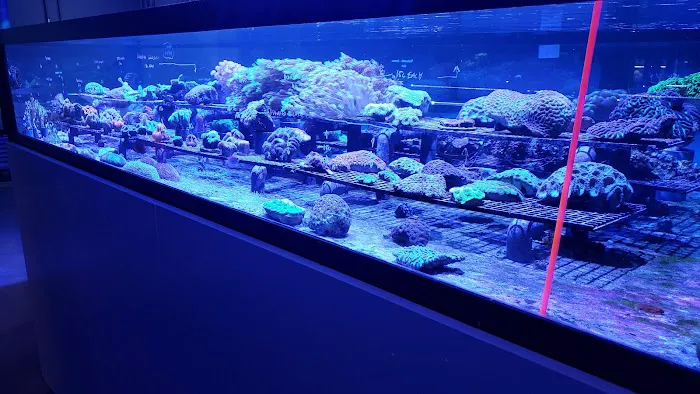 Aquarium Design Group Picture 8