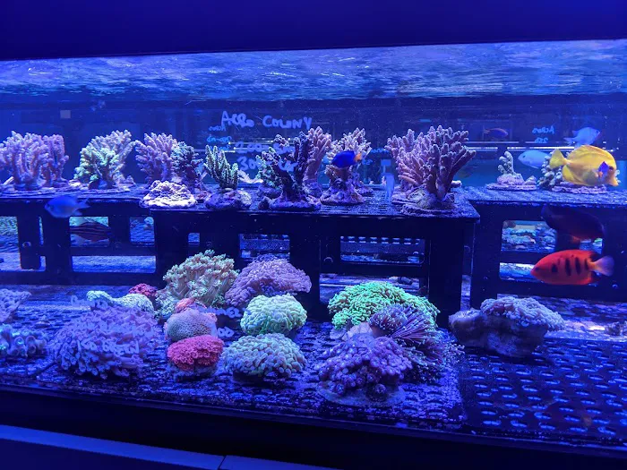 Aquarium Design Group Picture 10