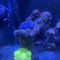 The Aquatic Life ico