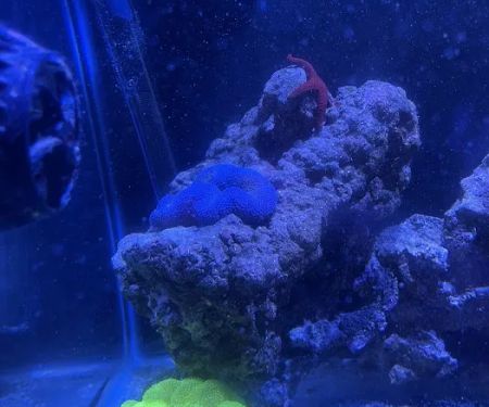 The Aquatic Life