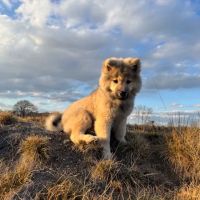 Madison Veterinary Hospital ico