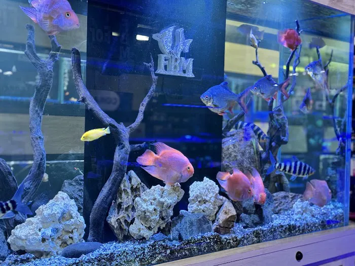 The Fish Bowl and More Picture 8