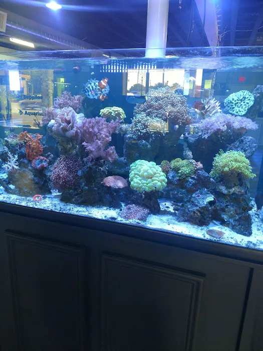 The Fish Bowl and More Picture 5