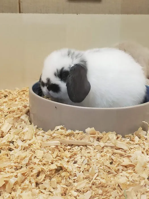 Pet Place Picture 2