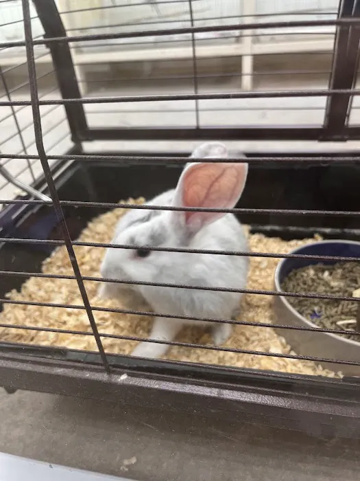 Pet Place Picture 5