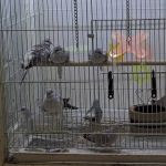 Pet Place