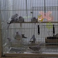 Pet Place ico