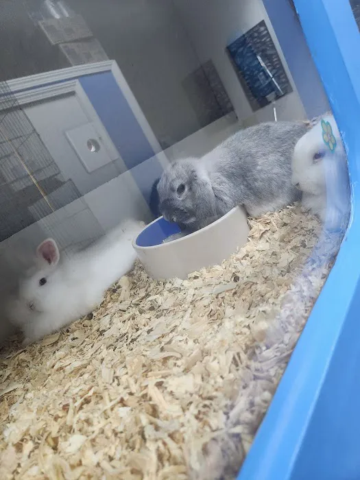 Pet Place Picture 4