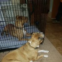 Hampshire Animal Hospital ico