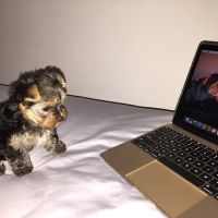 Amazing Paws Pet Store ico
