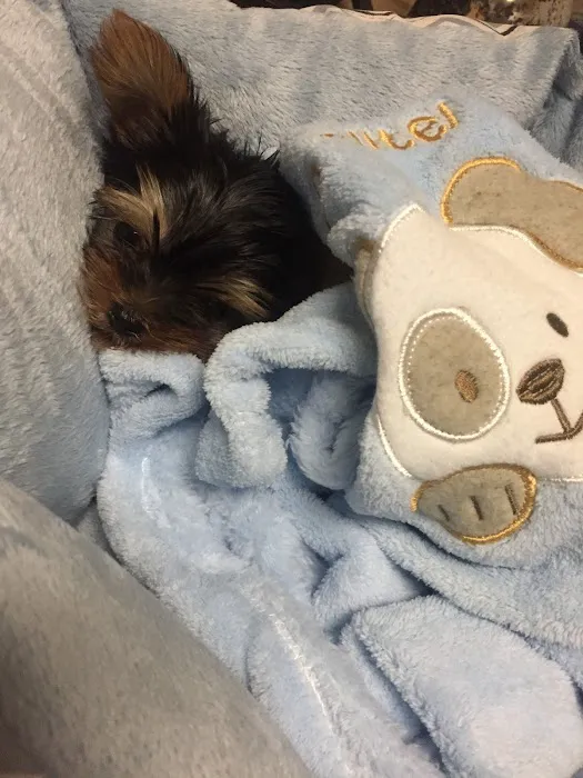 Amazing Paws Pet Store Picture 3
