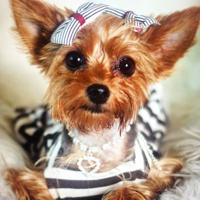 Amazing Paws Pet Store Picture 7