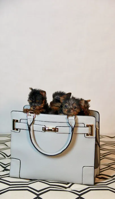 Amazing Paws Pet Store Picture 4