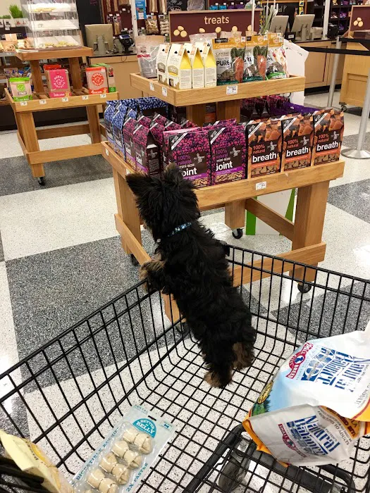 Yorkies of Houston Picture 2