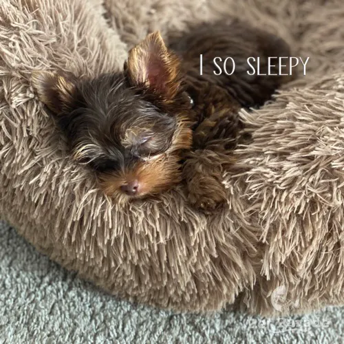 Yorkies of Houston Picture 1